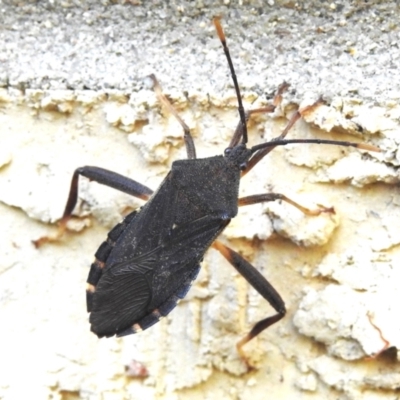 Amorbus atomarius (Eucalyptus Tip-wilter Bug) at Wanniassa, ACT - 27 Mar 2024 by JohnBundock