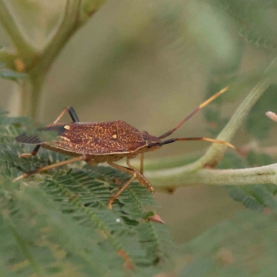 Amorbus sp. (genus) (Eucalyptus Tip bug) at Bruce Ridge - 23 Mar 2024 by ConBoekel