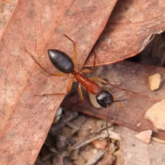 Camponotus nigriceps (Black-headed sugar ant) at Bruce Ridge - 23 Mar 2024 by ConBoekel