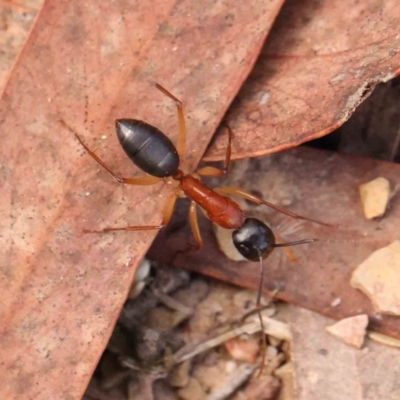 Camponotus nigriceps (Black-headed sugar ant) at Bruce Ridge - 23 Mar 2024 by ConBoekel