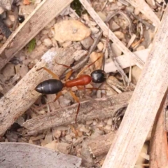 Camponotus nigriceps at Bruce Ridge - 23 Mar 2024 03:37 PM