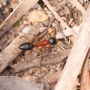 Camponotus nigriceps at Bruce Ridge - 23 Mar 2024 03:37 PM