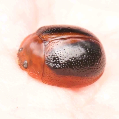 Dicranosterna immaculata (Acacia leaf beetle) at Bruce Ridge - 23 Mar 2024 by ConBoekel