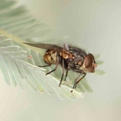 Calliphora stygia (Brown blowfly or Brown bomber) at Bruce Ridge - 23 Mar 2024 by ConBoekel