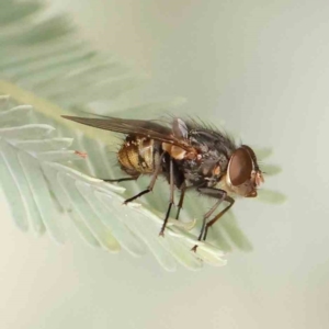 Calliphora stygia at Bruce Ridge - 23 Mar 2024