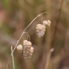 Briza maxima (Quaking Grass, Blowfly Grass) at O'Connor, ACT - 23 Mar 2024 by ConBoekel