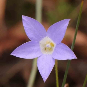 Wahlenbergia stricta subsp. stricta at Bruce Ridge - 23 Mar 2024 02:36 PM