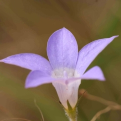 Wahlenbergia stricta subsp. stricta at Bruce Ridge - 23 Mar 2024 02:36 PM