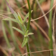 Wahlenbergia stricta subsp. stricta at Bruce Ridge - 23 Mar 2024