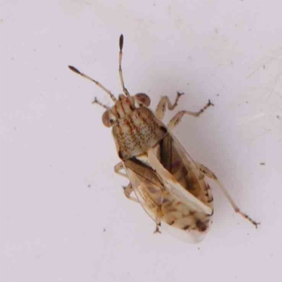 Lygaeidae (family) (Seed bug) at Bruce Ridge - 23 Mar 2024 by ConBoekel
