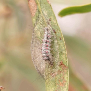 Anestia (genus) at Bruce Ridge - 23 Mar 2024