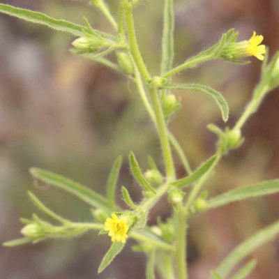 Dittrichia graveolens (Stinkwort) at O'Connor, ACT - 23 Mar 2024 by ConBoekel