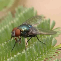 Lucilia cuprina (Australian sheep blowfly) at Bruce Ridge - 23 Mar 2024 by ConBoekel