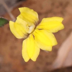 Goodenia hederacea (Ivy Goodenia) at Bruce Ridge - 23 Mar 2024 by ConBoekel