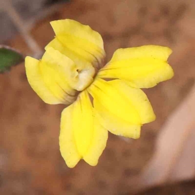 Goodenia hederacea (Ivy Goodenia) at Bruce Ridge - 23 Mar 2024 by ConBoekel