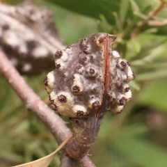 Hakea salicifolia (Willow-leaved Hakea) at O'Connor, ACT - 23 Mar 2024 by ConBoekel