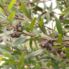 Hakea salicifolia at Bruce Ridge - 23 Mar 2024