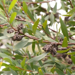 Hakea salicifolia at Bruce Ridge - 23 Mar 2024 03:33 PM