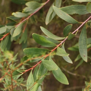 Hakea salicifolia at Bruce Ridge - 23 Mar 2024 03:33 PM