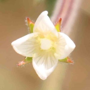 Epilobium hirtigerum at Bruce Ridge - 23 Mar 2024