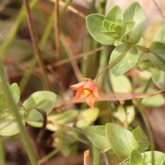 Lysimachia arvensis (Scarlet Pimpernel) at O'Connor, ACT - 23 Mar 2024 by ConBoekel