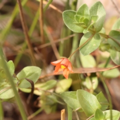 Lysimachia arvensis (Scarlet Pimpernel) at Bruce Ridge - 23 Mar 2024 by ConBoekel