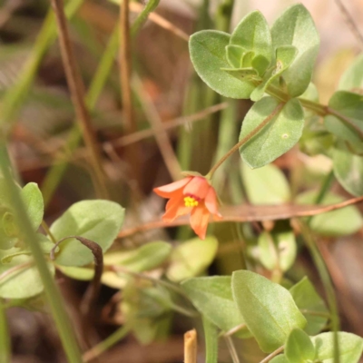 Lysimachia arvensis (Scarlet Pimpernel) at Bruce Ridge - 23 Mar 2024 by ConBoekel