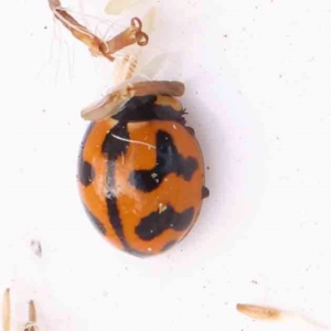 Coccinella transversalis at Bruce Ridge - 23 Mar 2024