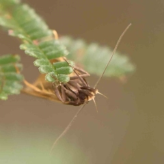 Epithymema incomposita (Chezela group) at Bruce Ridge - 23 Mar 2024 by ConBoekel