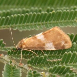 Anestia semiochrea at Bruce Ridge - 23 Mar 2024 02:19 PM