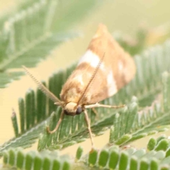 Anestia semiochrea at Bruce Ridge - 23 Mar 2024 02:19 PM