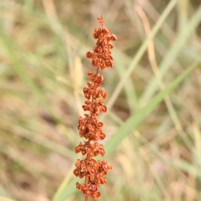 Rumex sp. (A Dock) at O'Connor, ACT - 23 Mar 2024 by ConBoekel