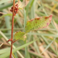 Rumex sp. at Bruce Ridge - 23 Mar 2024