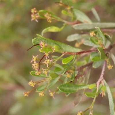 Dodonaea viscosa subsp. cuneata (Wedge-leaved Hop Bush) at Bruce Ridge - 23 Mar 2024 by ConBoekel