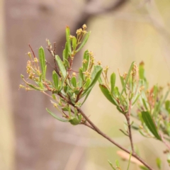 Dodonaea viscosa subsp. cuneata at Bruce Ridge - 23 Mar 2024 03:39 PM