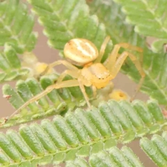 Australomisidia pilula at Bruce Ridge - 23 Mar 2024