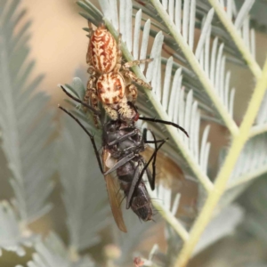 Opisthoncus serratofasciatus at Bruce Ridge - 23 Mar 2024