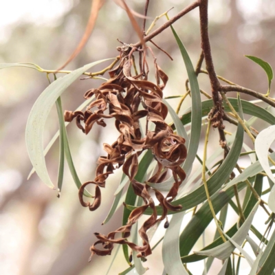 Acacia implexa (Hickory Wattle, Lightwood) at O'Connor, ACT - 23 Mar 2024 by ConBoekel