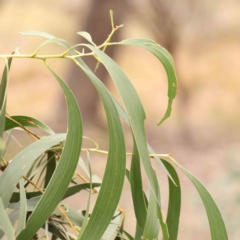 Acacia implexa at Bruce Ridge - 23 Mar 2024