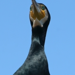 Phalacrocorax carbo (Great Cormorant) at Lake Burley Griffin West - 26 Mar 2024 by jb2602