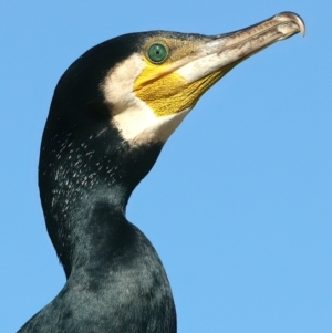 Phalacrocorax carbo at Lake Burley Griffin West - 26 Mar 2024