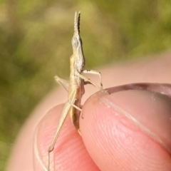 Keyacris scurra (Key's Matchstick Grasshopper) at Wamboin, NSW - 27 Mar 2024 by JT1997