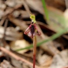 Chiloglottis curviclavia (Bird Orchid) at Wingecarribee Local Government Area - 27 Mar 2024 by Snowflake