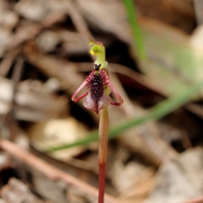 Chiloglottis curviclavia (Bird Orchid) at Wingecarribee Local Government Area - 27 Mar 2024 by Snowflake