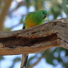 Psephotus haematonotus (Red-rumped Parrot) at Higgins Woodland - 27 Mar 2024 by MichaelWenke