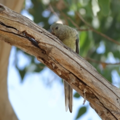 Psephotus haematonotus at Higgins Woodland - 27 Mar 2024