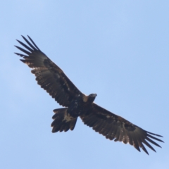Aquila audax (Wedge-tailed Eagle) at Higgins Woodland - 27 Mar 2024 by Trevor