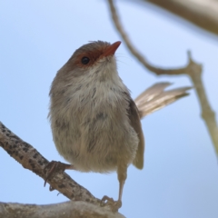 Malurus cyaneus (Superb Fairywren) at Higgins Woodland - 27 Mar 2024 by Trevor