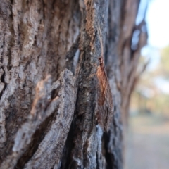 Stenosmylus stenopterus (An Osmylid Lacewing) at Carwoola, NSW - 27 Mar 2024 by AmyT