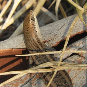 Carlia tetradactyla at Murrumbateman, NSW - 27 Mar 2024